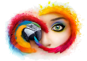 Adobe CC-2019