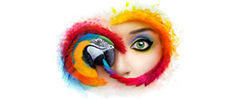 Adobe CC-2019