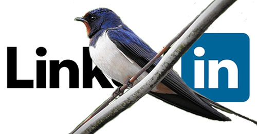 Une hirondelle arrive chez LinkedIn