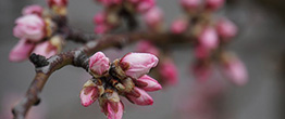 Le printemps est enfin là !