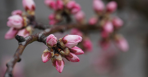 Le printemps est là